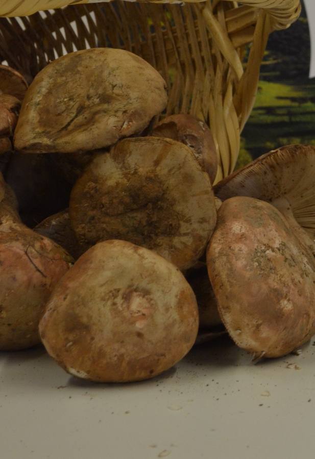 El Ayuntamiento convoca el I Concurso Escolar de relatos en torno al gurumelo