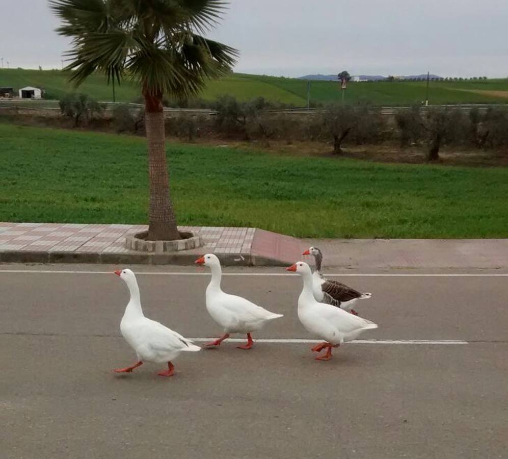 Las ocas de la Laguna se van de paseo