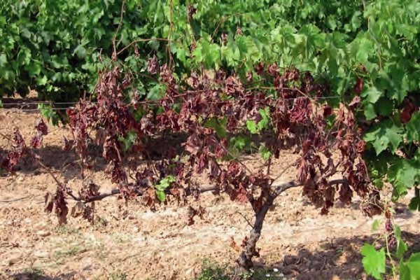 Biólogos de una empresa española desarrollan una solución para erradicar la yesca en la vid