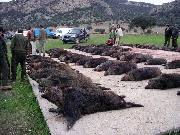 El Consejo de Gobierno aprueba el reglamento para el ejercicio de la caza