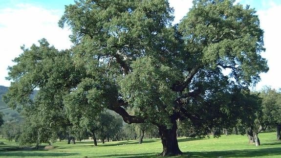 El alcornoque de la dehesa boyal de Mirabel, declarado Árbol Singular de Extremadura