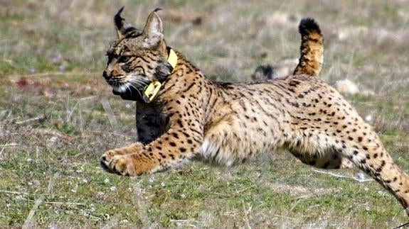 Cuatro linces muertos en cinco días