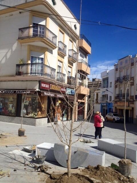 La plaza de España contará con once árboles que le darán colorido y sombra
