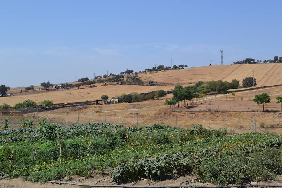 El Ayuntamiento pone en marcha el programa "Huertos Urbanos"