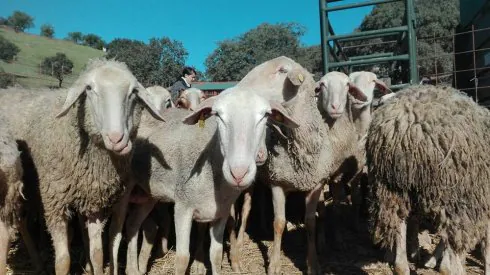 Unas 70 ovejas abandonadas llegan a un refugio extremeño