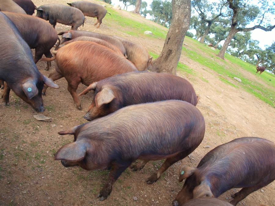 Las matanzas domiciliarias se reducen un 80% en los últimos once años