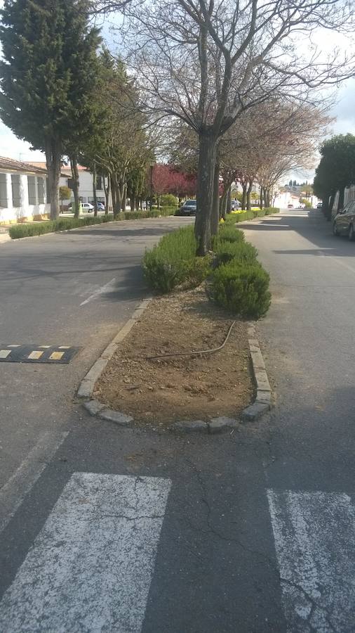 Dos árboles, apenas plantados hace 24 horas, amanecen arrancados en la Avenida Ramón y Cajal