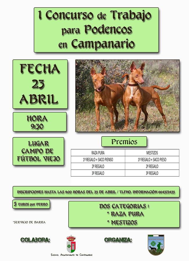 Campanario acoge este sábado una prueba para perros podencos