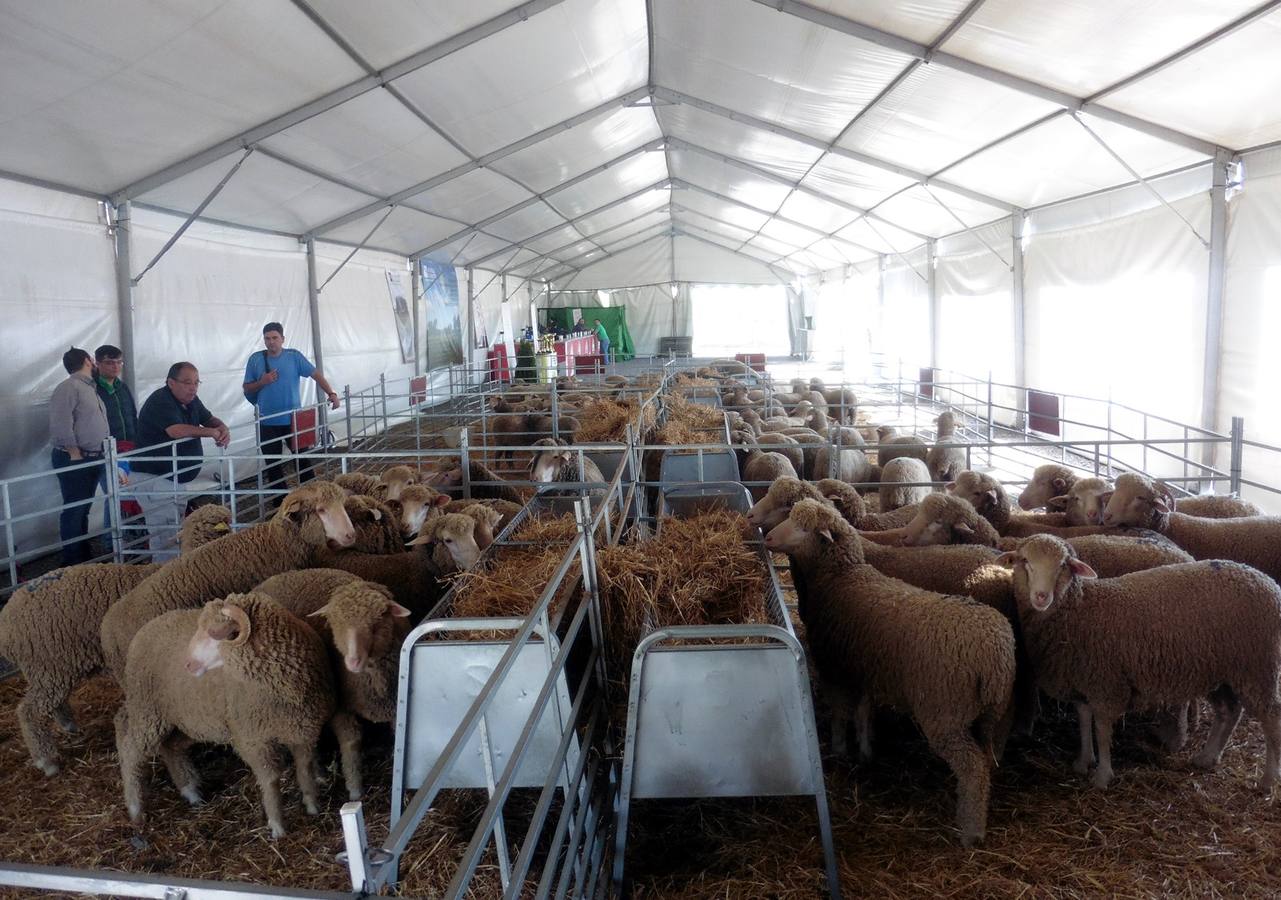 Este domingo se subastan en la Feria del Ganado 52 ejemplares de ovejas de pura raza merina