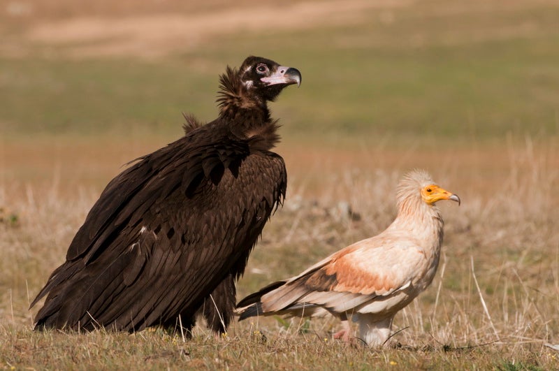 AMUS inaugura el primer punto de alimentación para rapaces necrófagas amenazadas en la provincia de Badajoz