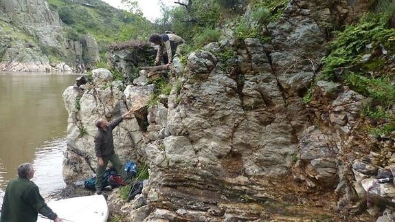 Al rescate de los huevos de la cigüeña negra