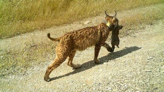 Lagunilla, una lince de Zarza de Granadilla, pare al menos dos crías en Portugal