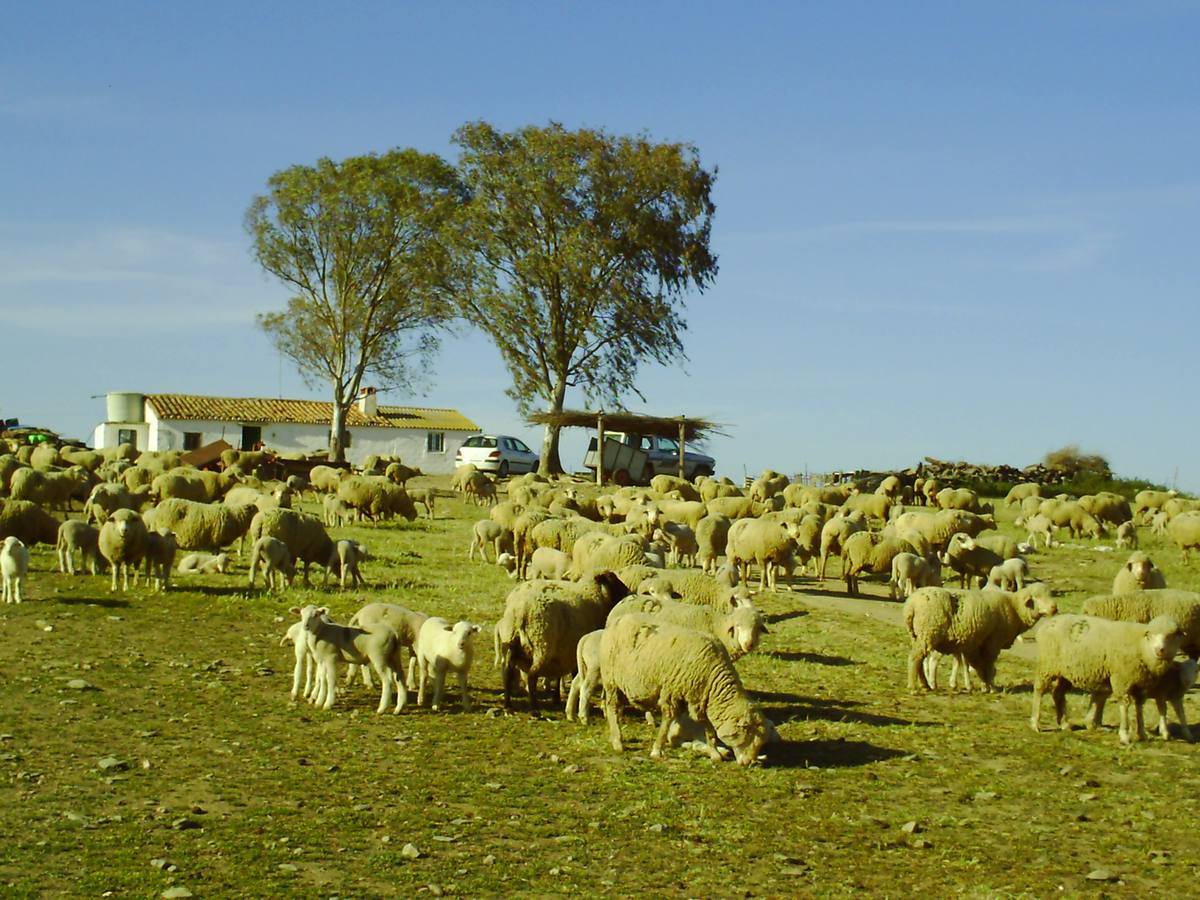 Subasta de aprovechamiento de rastrojeras