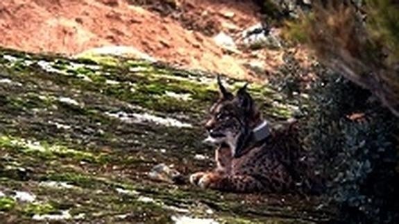 Kea, una lince de Zarza de Granadilla, pare tres cachorros en los Montes de Toledo