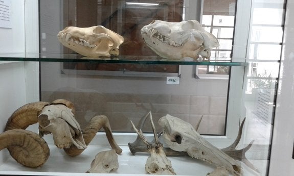 Estudiantes de Logrosán recuperan la cultura del lobo