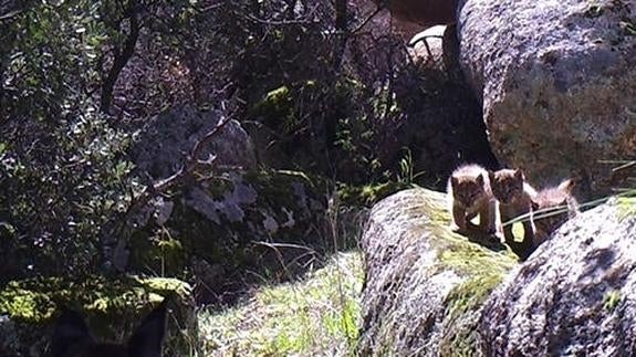 Se busca nombre para cuatro cachorros de lince