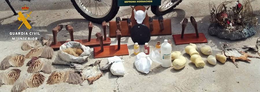 La Guardia Civil desmantela un taller ilegal de taxidermia tras el hallazgo de cuatro serpientes y un coatí muertos en el interior de un contenedor