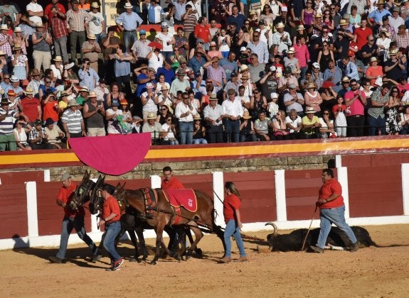 Un gran toro de Luis Terrón en Plasencia