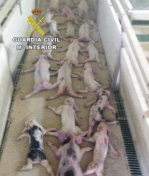 Piden dos años y medio de cárcel a los dos acusados de "aplastar" de manera "cruenta" a 79 lechones