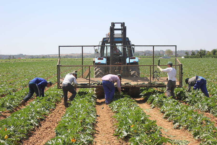 "El cultivo del calabacín es más rentable si se siembra a mano"