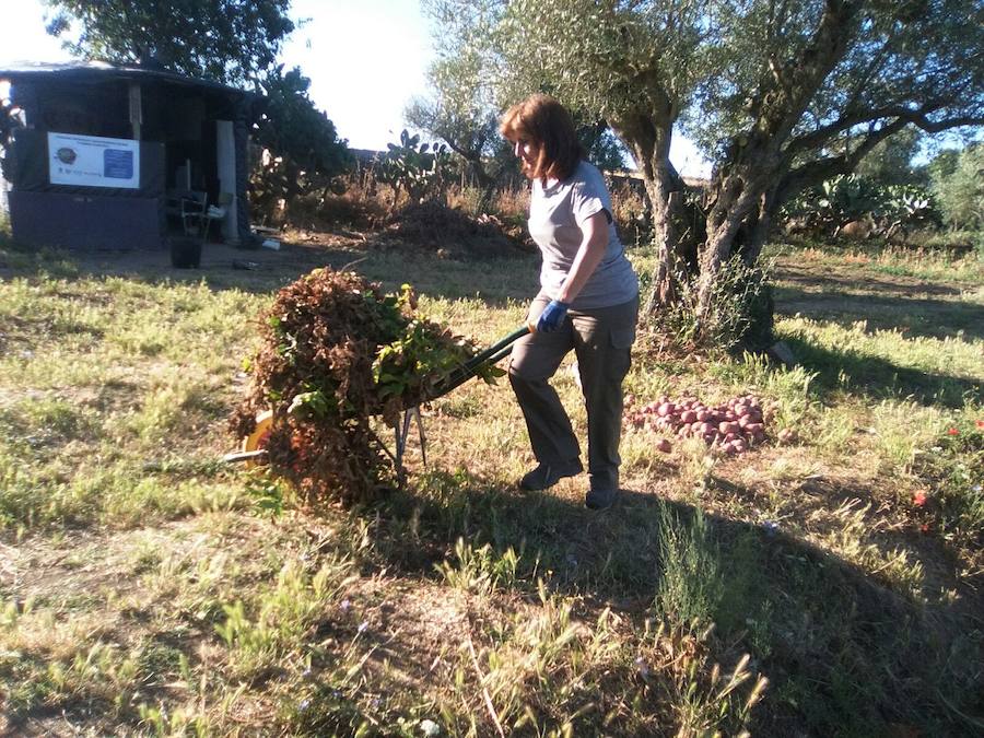 El programa @prendizext ‘La Luz’ de Agricultura Ecológica calcula una recogida de unos 1000 kilos de patatas para el Banco de Alimentos