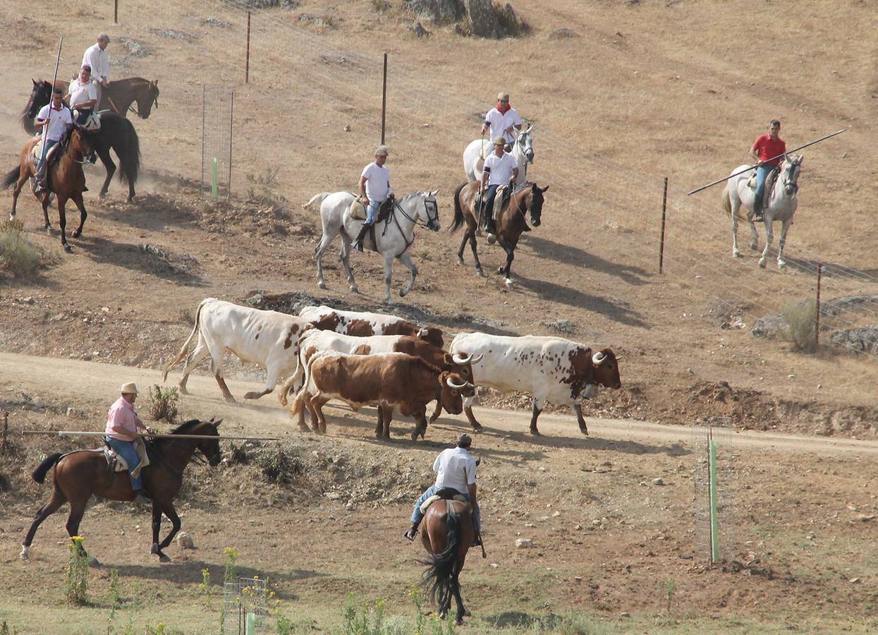 Coria vive con pasión sus fiestas del toro de San Juan