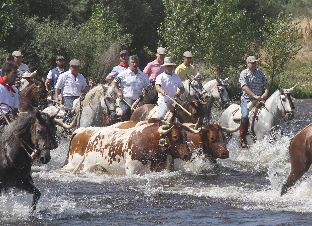Un caballista herido en la llegada de los mansos