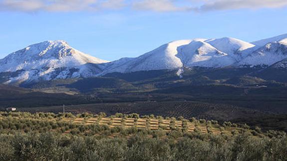 UPA quiere salvar al olivar de montaña y se manifestará para conseguirlo