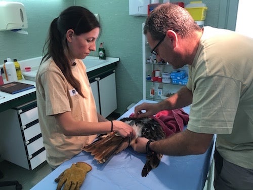 Extremadura, pionera en validar y avanzar en los sistemas y métodos de colocación de emisores en rapaces amenazadas