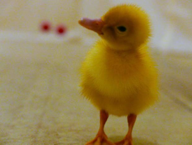 Los patitos son más listos de lo que creías