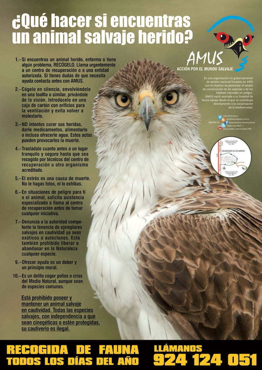 AMUS pone en marcha "Decide por él", una campaña de sensibilización ante el hallazgo de fauna salvaje herida