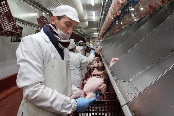 Cómo 'fabricar' cien mil pollos diarios desde Cuacos de Yuste