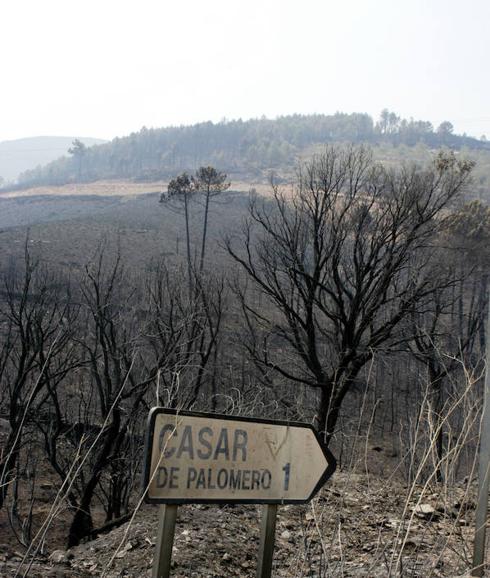 Rayos y negligencia estuvieron tras la mayoría de los incendios de 2003