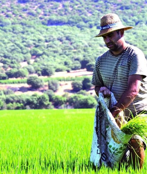 Arroz extremeño para las mesas de España y Portugal