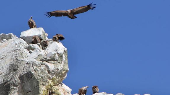 Monfragüe, entre las áreas de conservación de aves más amenazadas del mundo