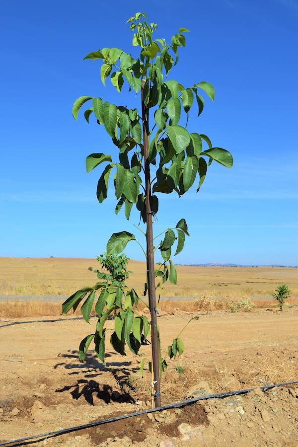 La plantación de nogales presenta la mejor puesta en marcha de toda la empresa