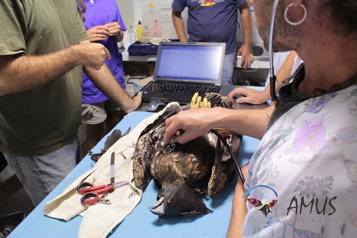 AMUS pone en marcha 'Viajeras", un programa de conservación de aves migradoras