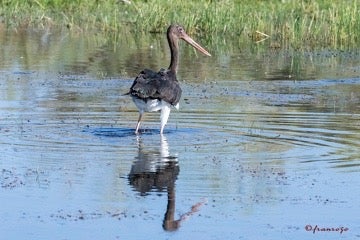 AMUS consigue recuperar un ejemplar de cigüeña negra, tras un año justo de permanencia en el Hospital de Fauna Salvaje