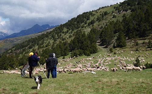 UPA reivindica políticas para la ganadería extensiva como medida antincendios