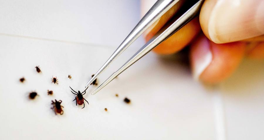 El virus de la fiebre hemorrágica se detectó en garrapatas en Cáceres hace seis años