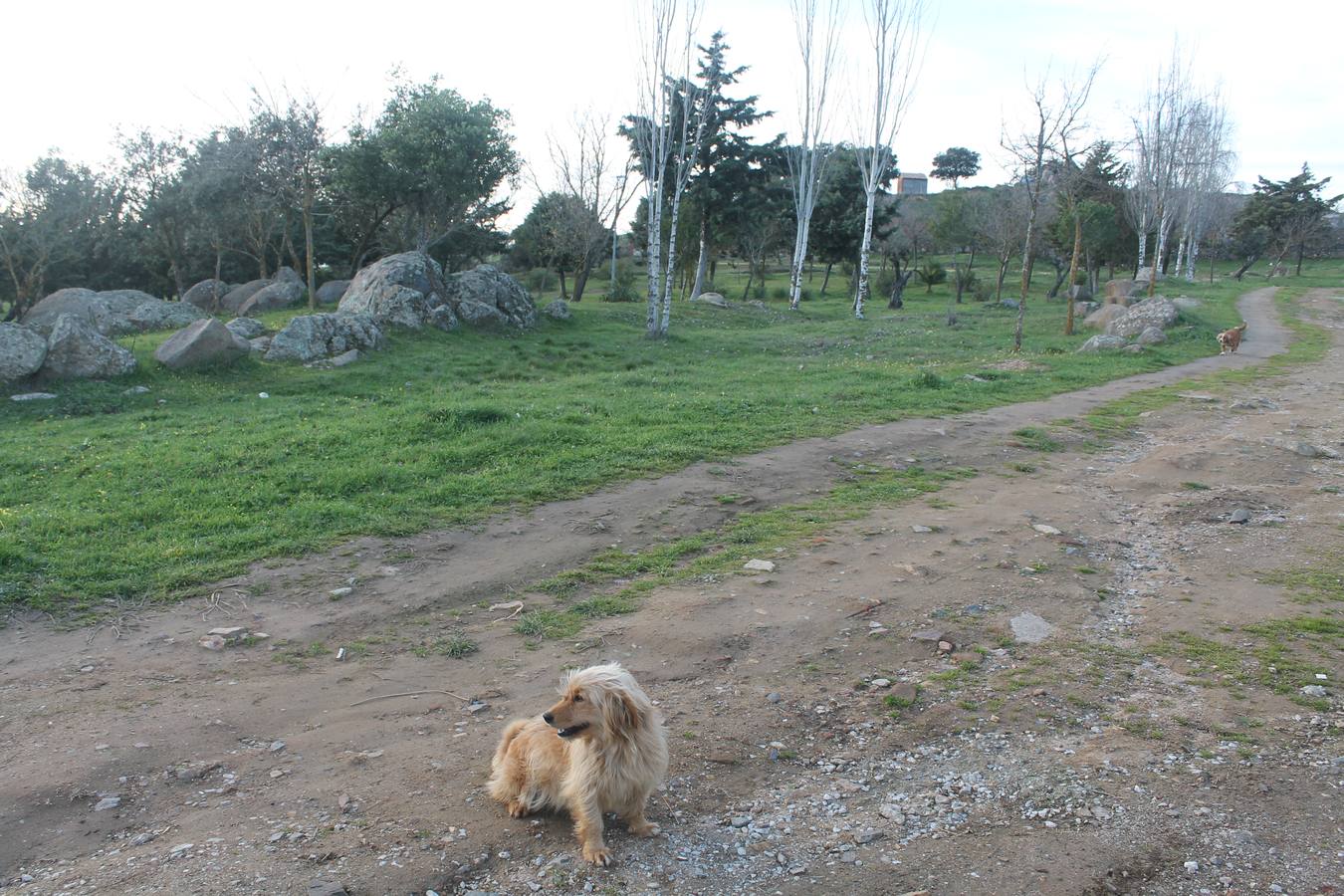 Precaución con niños y mascotas ante nuevas muertes de canes en el municipio, posiblemente por envenenamiento