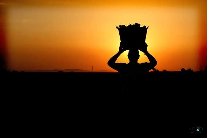 Manuel López gana el Concurso de Fotografía I RALLY FOTOGRÁFICO DE LA VENDIMIA 2016