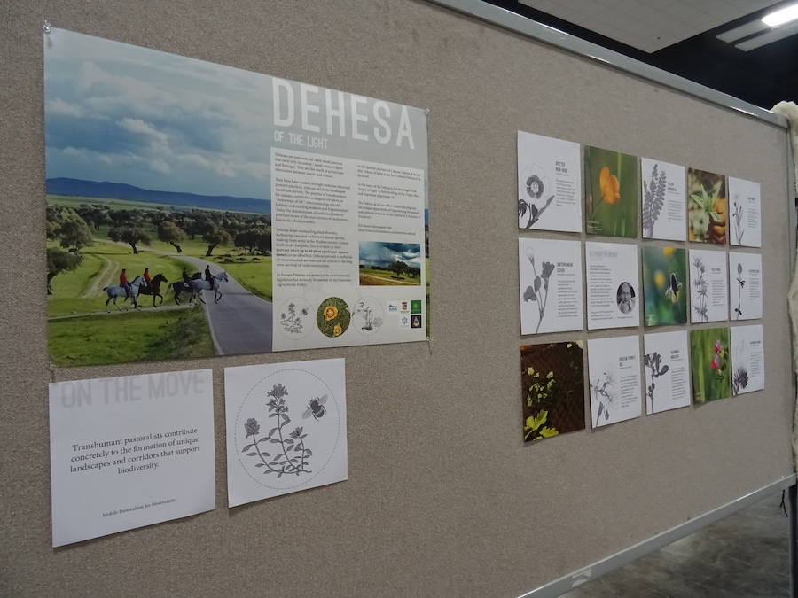 La Dehesa de Arroyo de la Luz está presente en Hawai