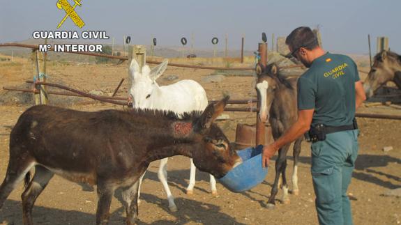 Detenido un hombre de 45 años por maltratar a caballos, burros y mulos