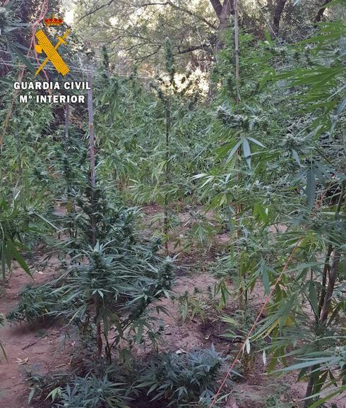 Desmantelada una plantación de marihuana oculta en una finca en Arroyo de San Serván