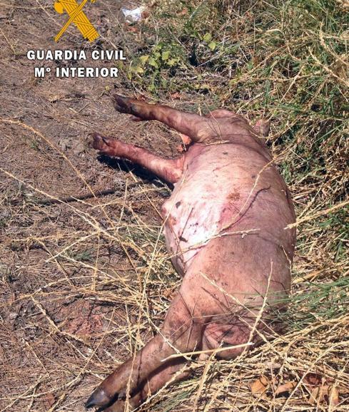 Investigan a un vecino de Villafranca como presunto autor del robo de 15 cerdos