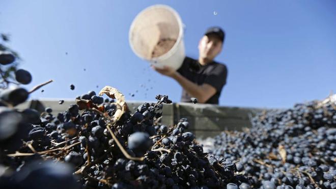 Extremadura aprueba un decreto sobre la trazabilidad de la uva y la aceituna