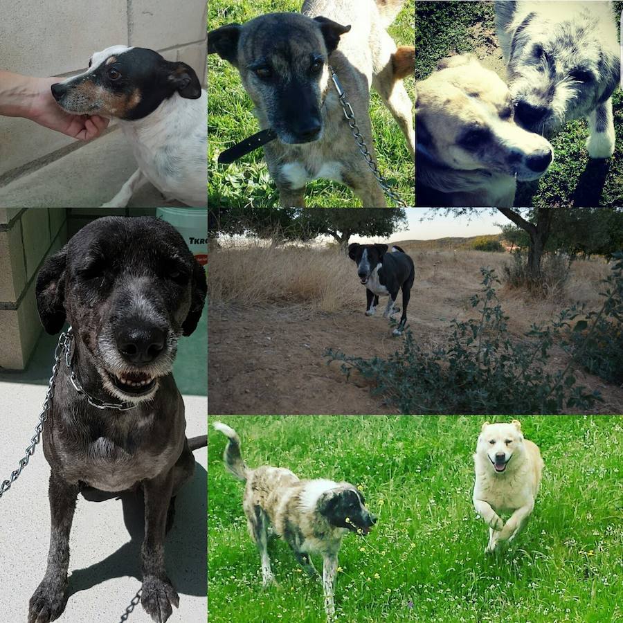 La Asociación Protectora de Animales de Monesterio cambia de directiva