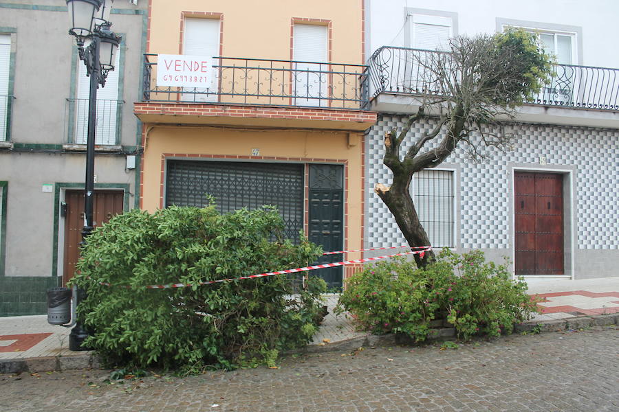 Se derrumba la rama de un árbol en la calle Libertad