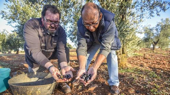 Autorizado el rebusco de uva en Villafranca a partir del 15 de noviembre